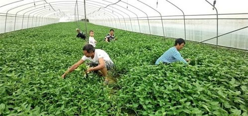 墊江發(fā)展蔬菜產(chǎn)業(yè)，“菜籃子”敲開(kāi)致富門(mén)