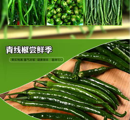 新鮮辣椒批發與零售 線椒、尖椒、青椒、二荊條等多樣選擇