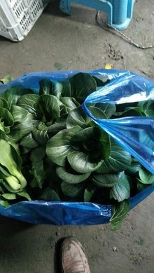 矮腳蘇州青 江南風(fēng)味的健康之選，新鮮蔬菜批發(fā)市場(chǎng)新寵