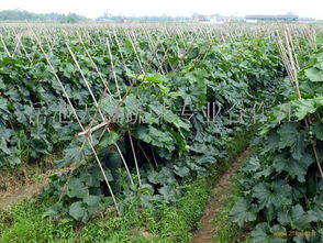 四川新鮮蔬菜批發(fā)與零售價(jià)格動(dòng)態(tài)分析